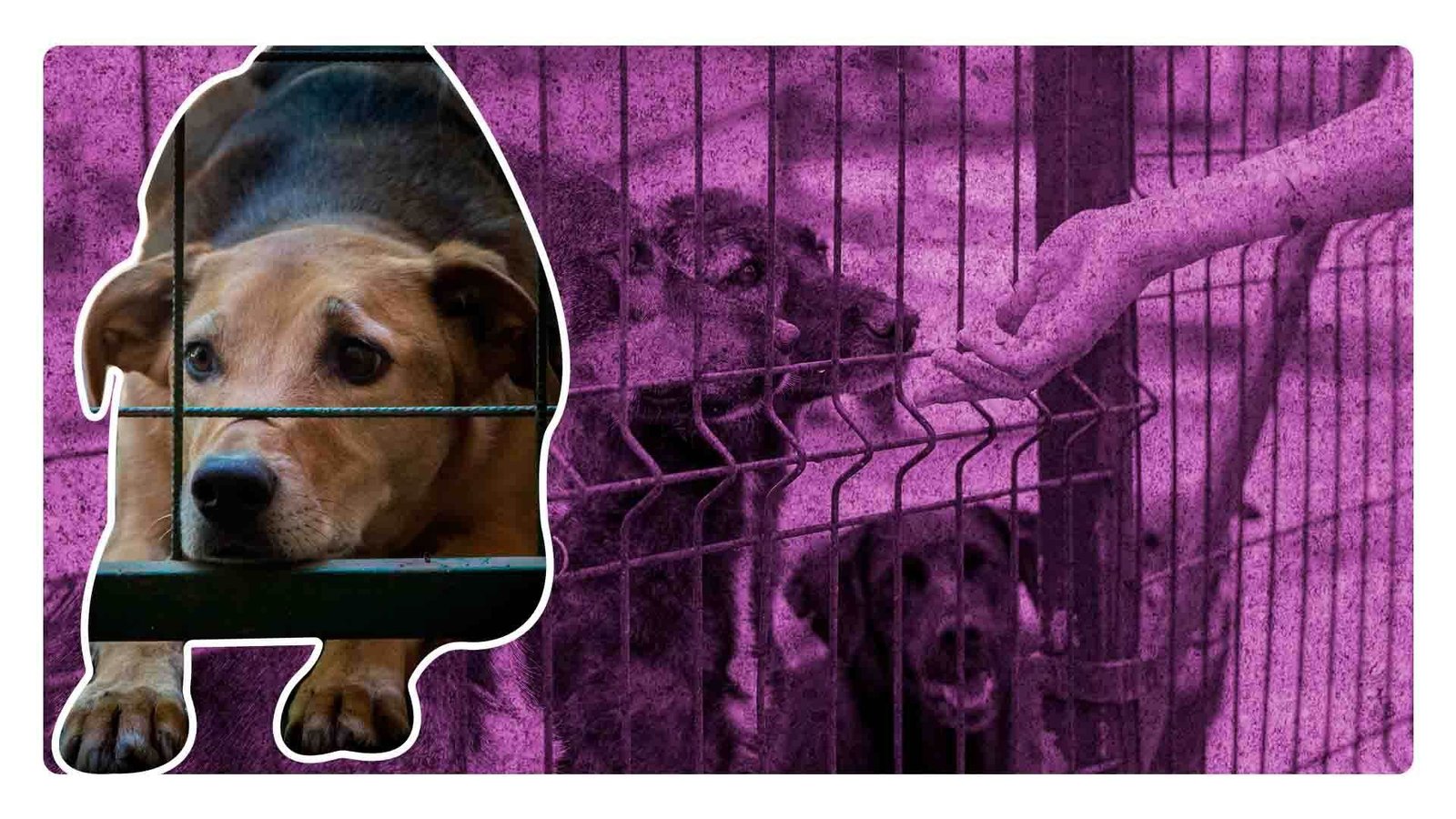 Maltrato animal: prohíben venta de animales en mercados y vía pública en CDMX