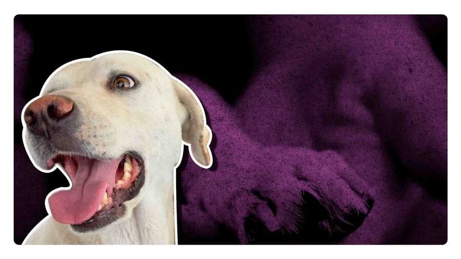 Envenenamiento masivo a perros en San Luis Potosí