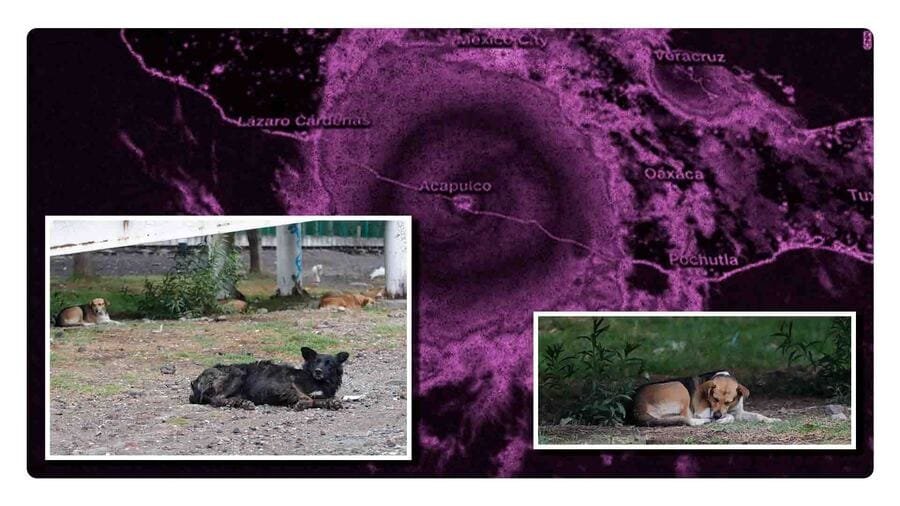Los animales también están sufriendo los estragos del Huracán: ¡Ocupan nuestra ayuda!