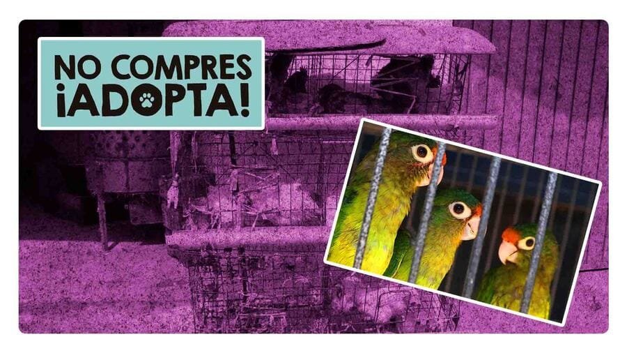 Juez niega prohibir la venta de animales en el Mercado de Sonora