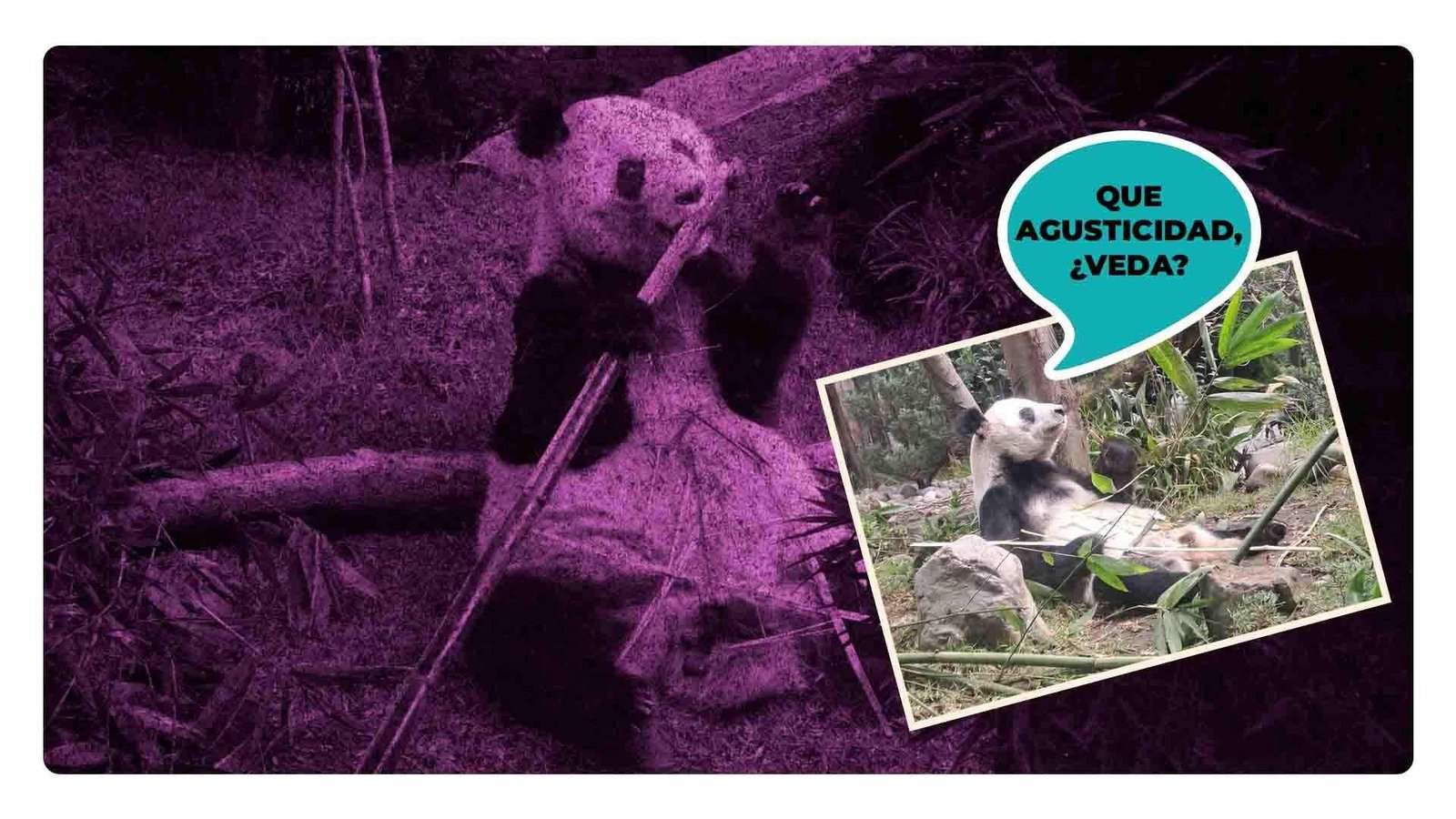 Xin Xin: la última panda gigante en México; ¿El Zoológico de Chapultepec se quedará sin pandas?