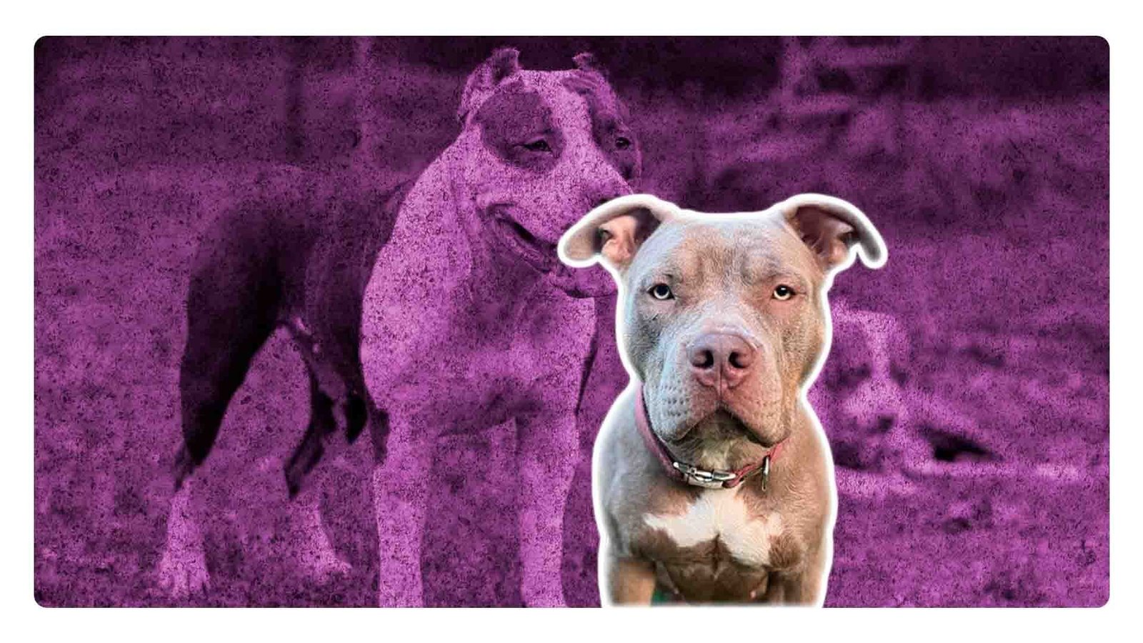 American Bully XL: ¿Por qué están prohibidos en el Reino Unido?