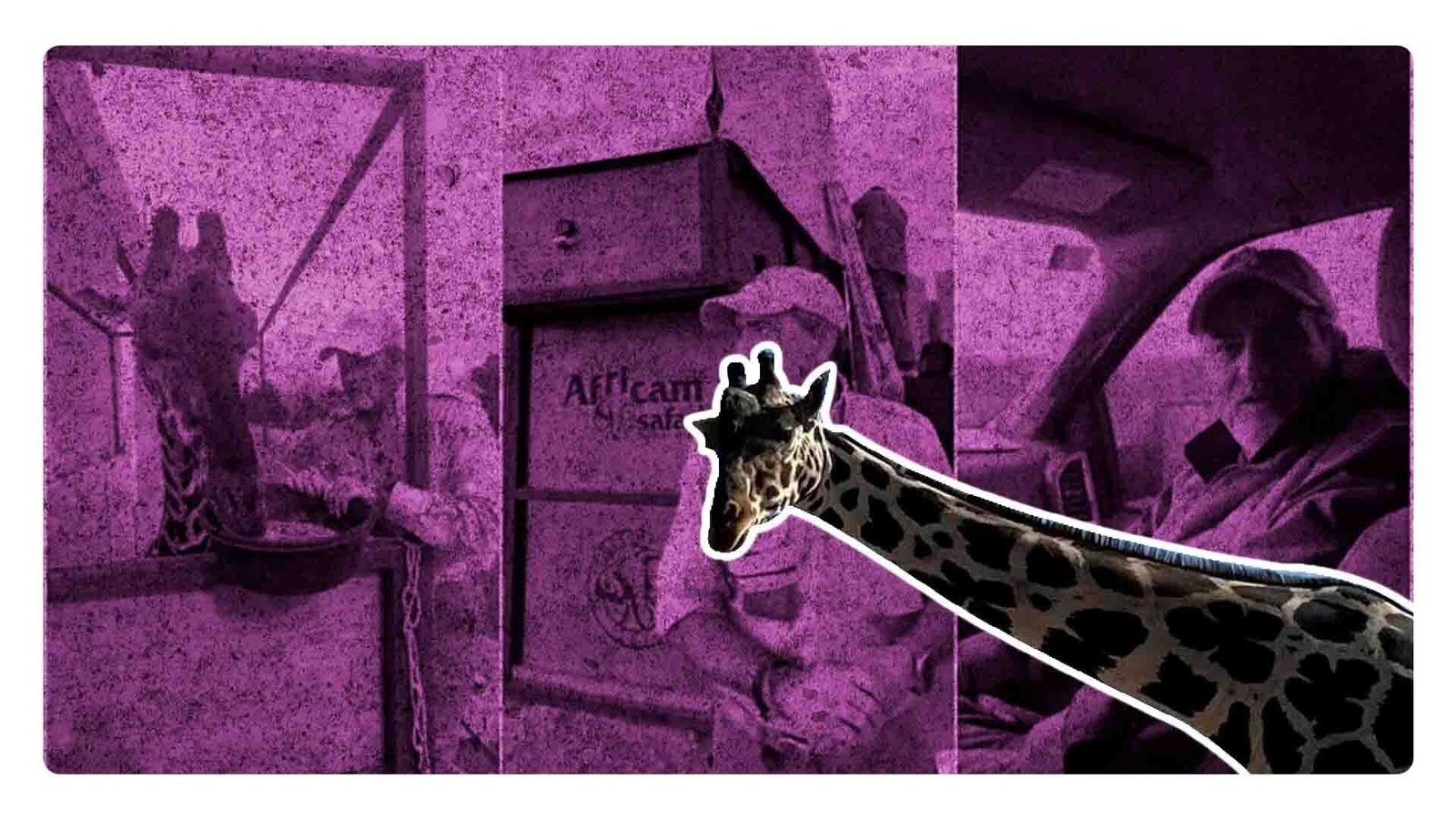 Benito la jirafa tiene nueva casita: Llega a Africam Safari