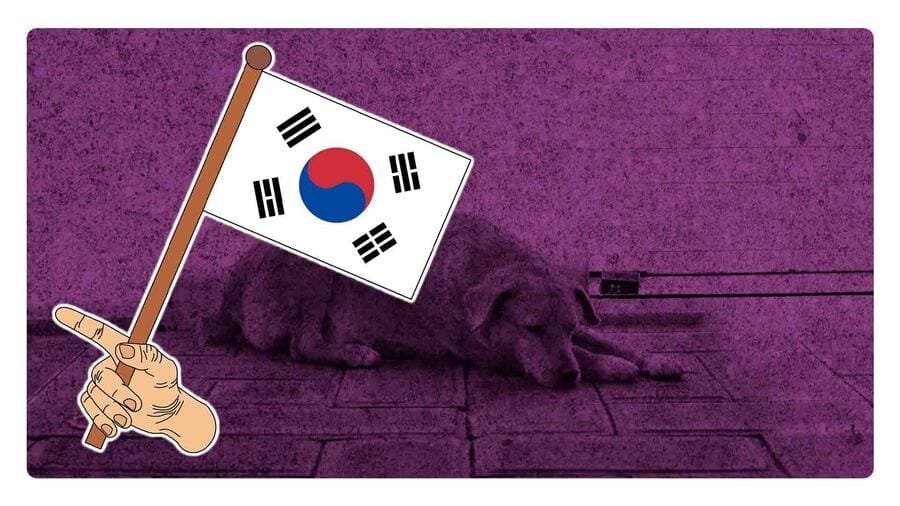¡Histórico! Corea del Sur prohíbe comer carne de perro en 2027