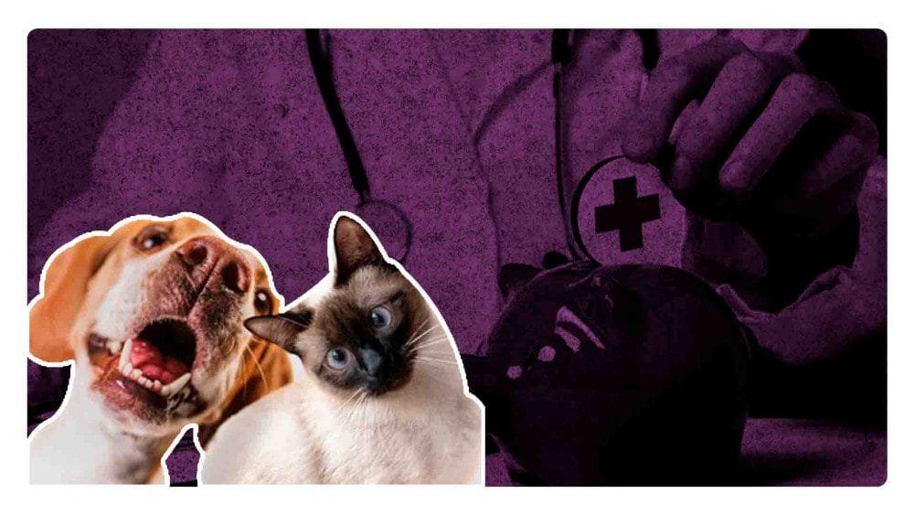 Proponen reforma para deducir impuestos en gastos médicos de mascotas