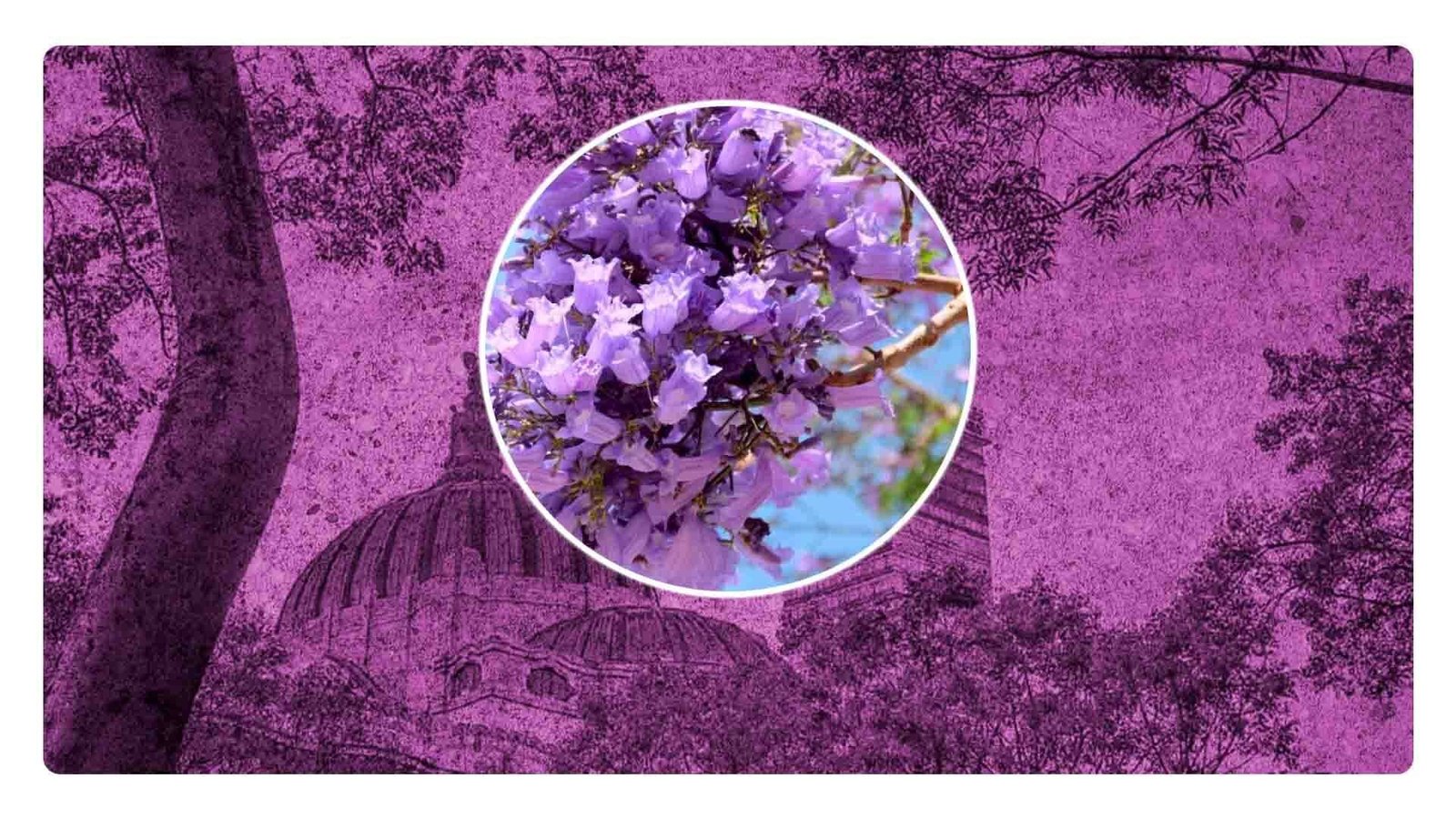 ¿Jacarandas en invierno? Consecuencias del cambio climático