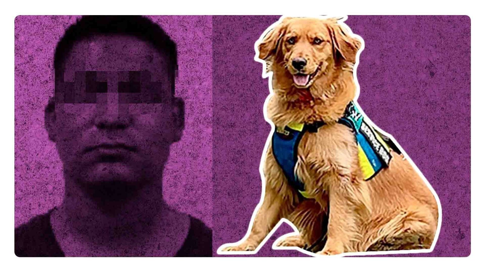 «Golda» la perrita que contribuyó a una sentencia por abuso sexual