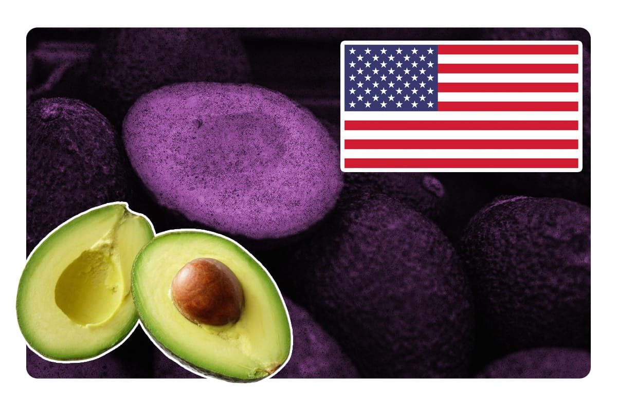 No se permitirá exportar aguacate de huertos ilegales a EE.UU