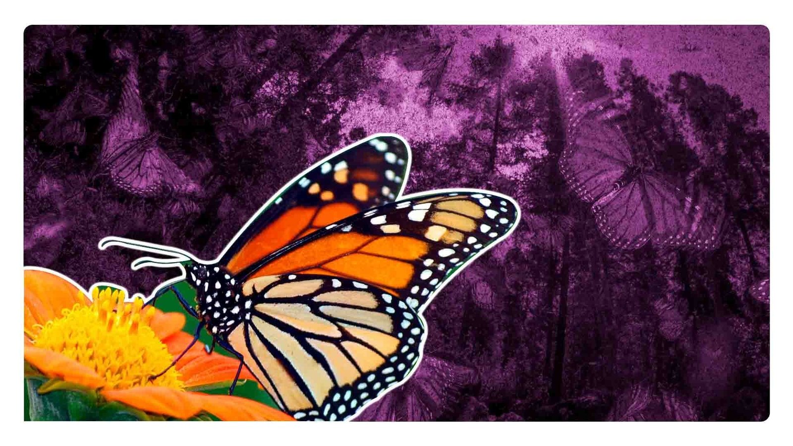 El cambio climático también afectará a las Mariposas Monarca