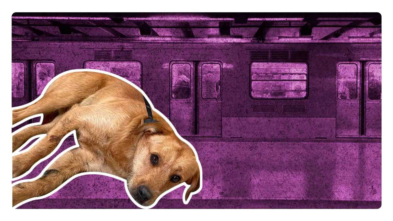 Muere el perro atropellado en la Línea 12 del Metro