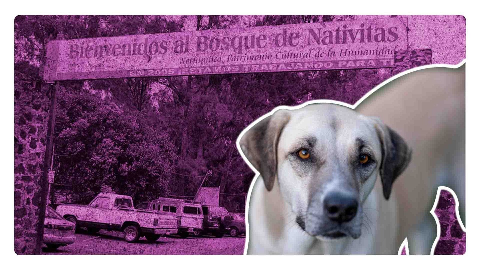 Continúan apareciendo perros asesinados en Xochimilco