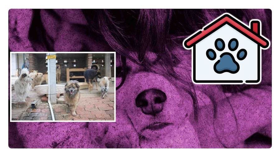 El primer refugio para animales maltratados llega a Neza