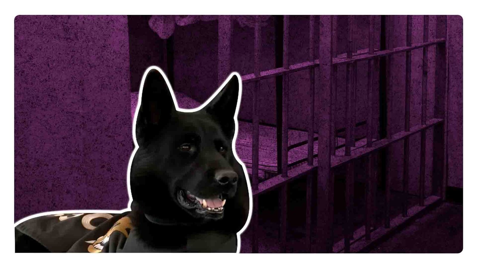 Adis: el perro de la unidad canina penitenciaria que se jubiló