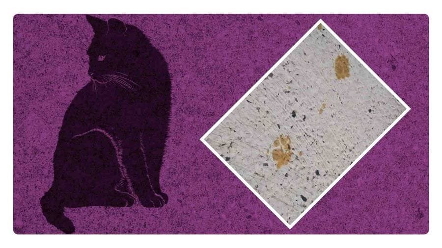 Buscan a gato radiactivo en Japón; podrían contraer cáncer los ciudadanos