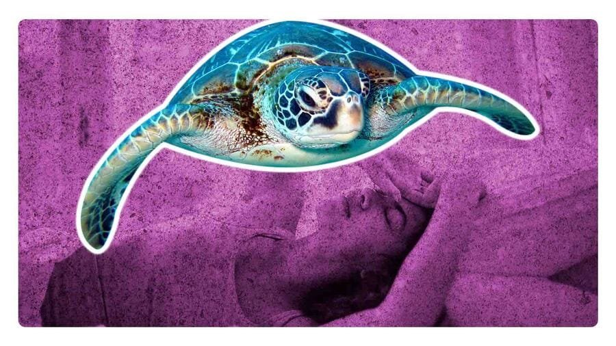 ¿Es malo comer carne de tortuga?