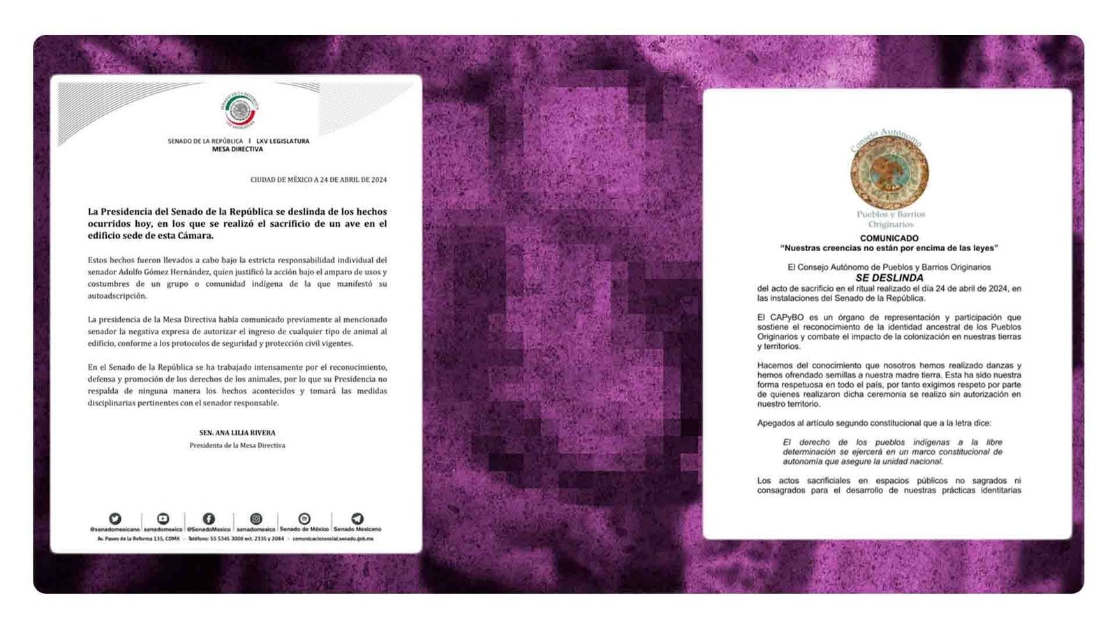 Sacrificio de gallina en el Senado provoca indignación, deslindes y sanciones