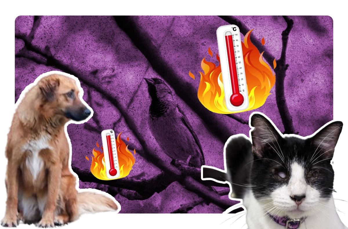 Así puedes ayudar a los animales de la calle por la alza de calor