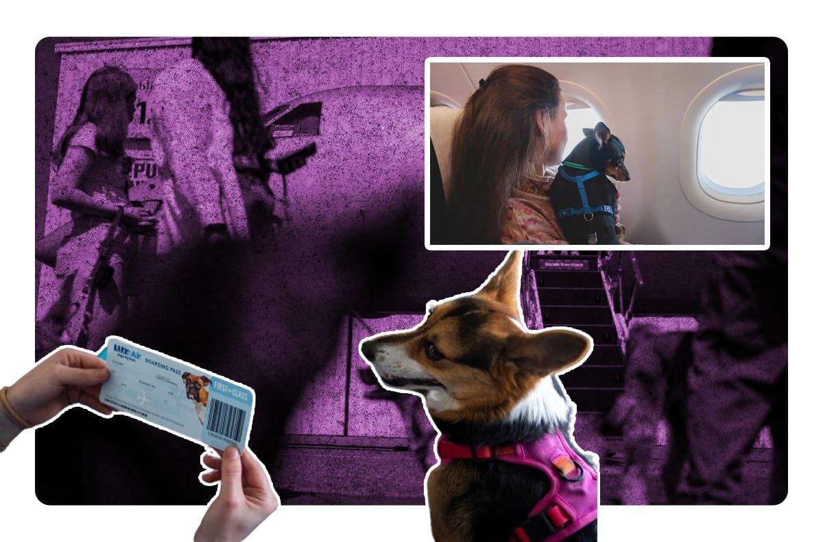 Viajes en avión seguros para tus animales de compañía