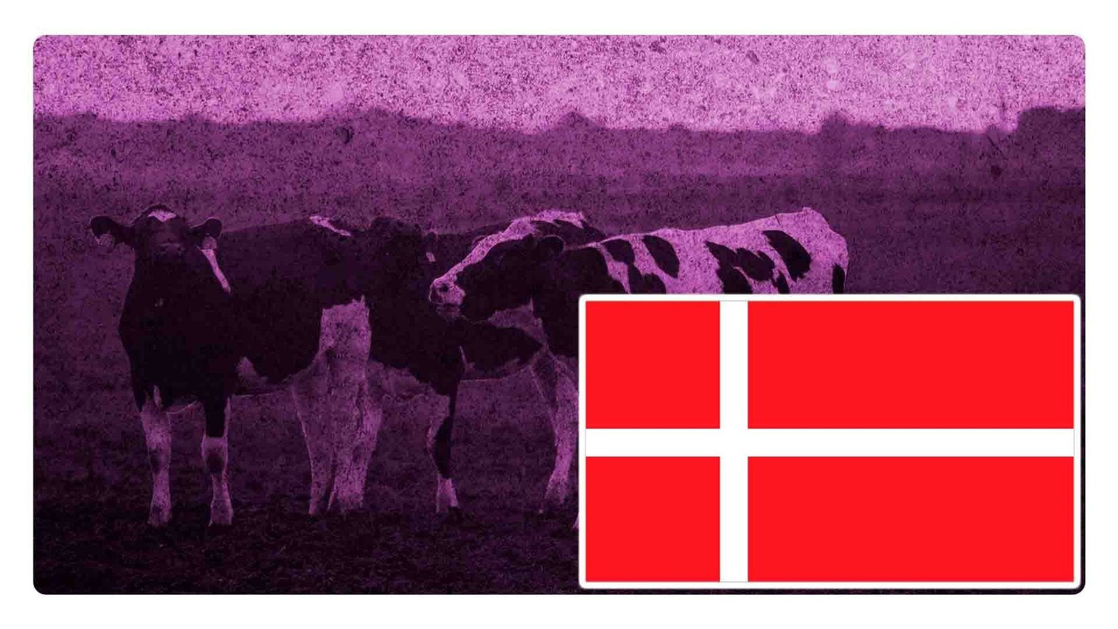 Dinamarca podría cobrar impuestos por los gases de las vacas