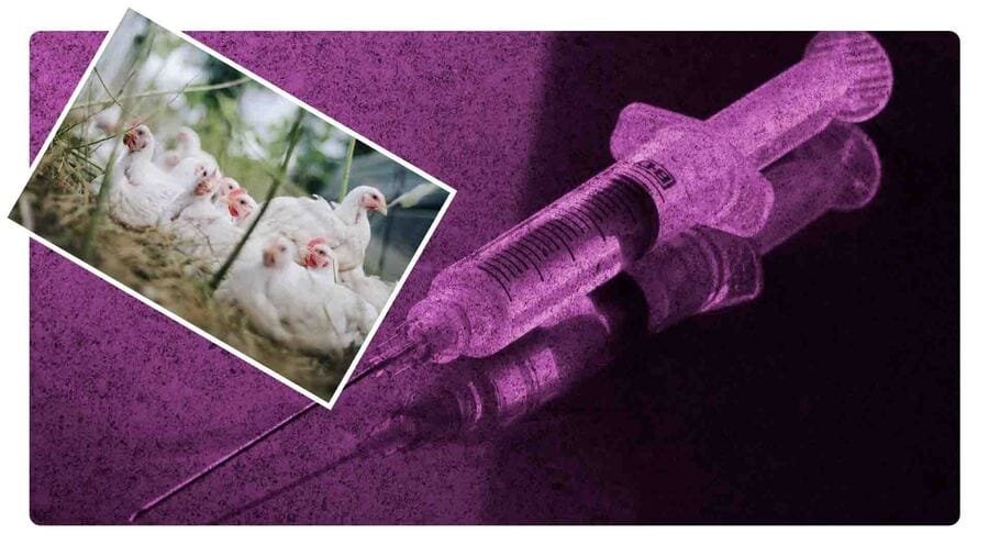 Suspenden la emergencia sanitaria por gripe aviar
