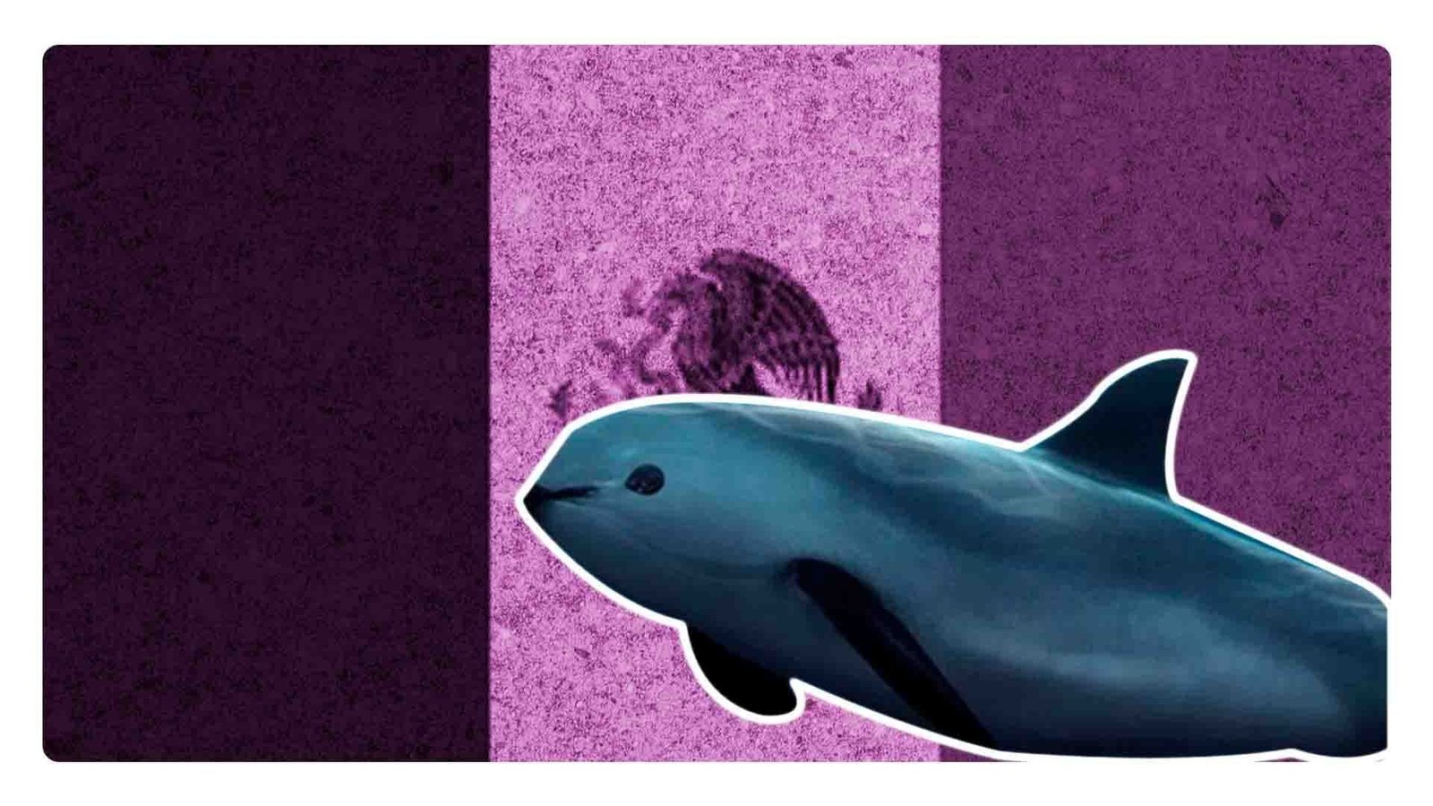 Órgano del T-MEC investigará a México por el caso de la vaquita marina