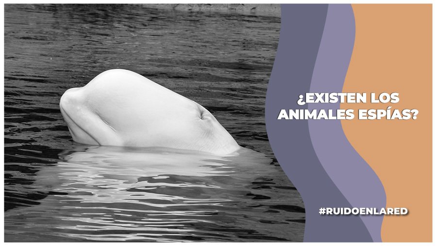 Hvladimir, la supuesta beluga espía rusa fue hallada sin vida