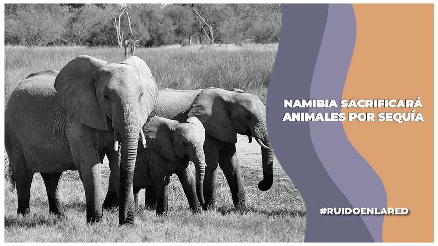 Sacrificio de 723 animales en Namibia por sequía y hambruna