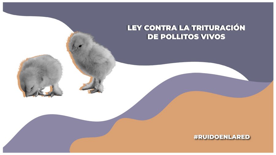 Ley en contra de la trituración de pollitos en Brasil