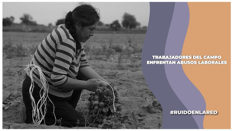 Migrantes trabajadores del campo laboran en la informalidad