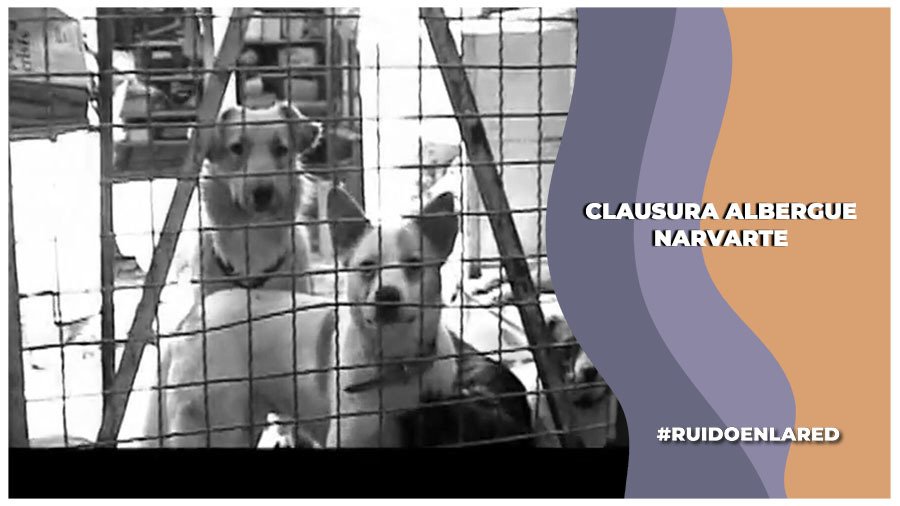 Operativo en albergue de animales en la colonia Narvarte causa controversia
