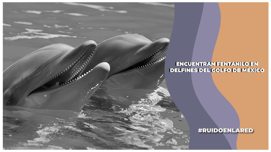 Encuentran fentanilo en delfines del Golfo de México