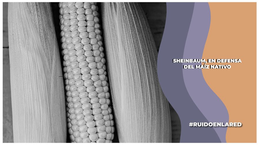 Prohibición del maíz transgénico para consumo humano, en leyes secundarias: Sheinbaum