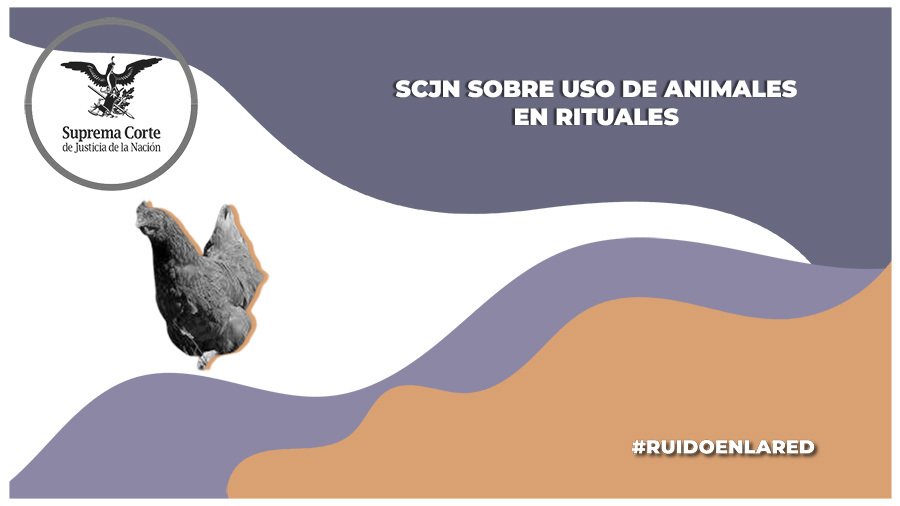 SCJN: delitos de maltrato o crueldad animal en CDMX son constitucionales