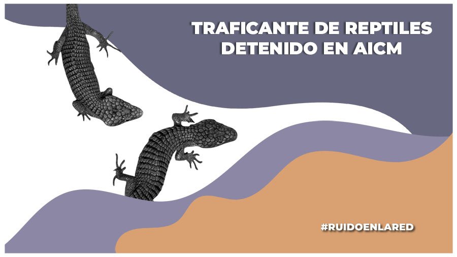 Aseguran 299 reptiles en el AICM; al responsable lo investigan por tráfico de fauna en varios países
