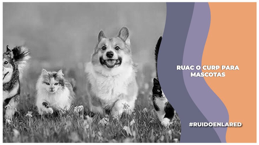Registro oficial de tus animales de compañía:¿Qué es el RUAC?