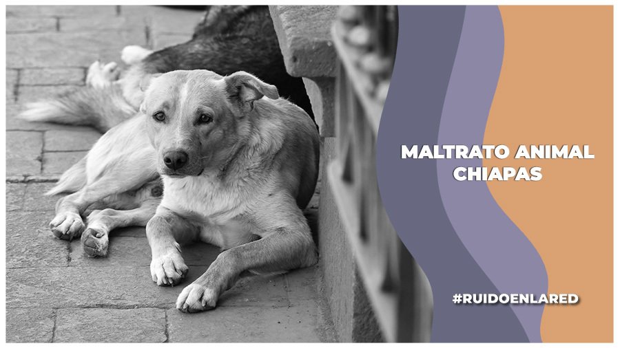 Una vez más presentan propuesta en el Congreso de Chiapas para sancionar el maltrato animal