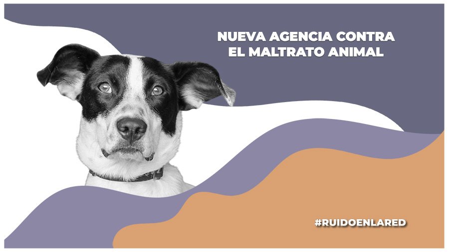 Fiscalía de la CDMX crea agencia para el maltrato animal