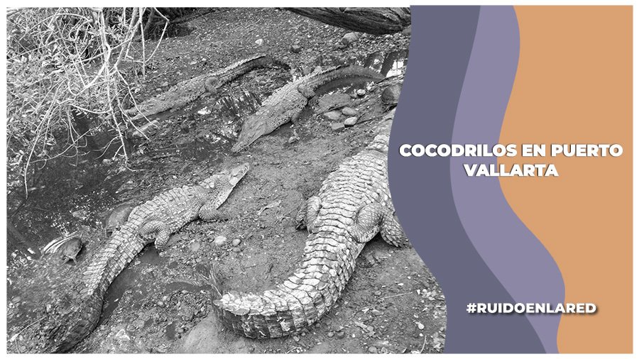 Avistamiento de cocodrilos en Puerto Vallarta alerta a la ciudadanía