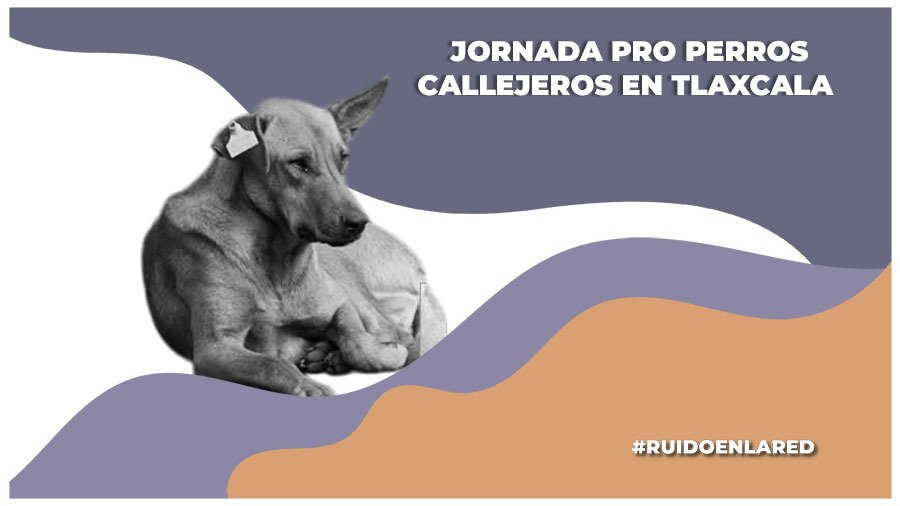 Jornada en pro de los perros en situación de calle en Tlaxcala; colocan placas y aplican procedimientos de salud
