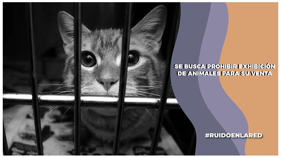 Buscan prohibir la exhibición de animales para su venta