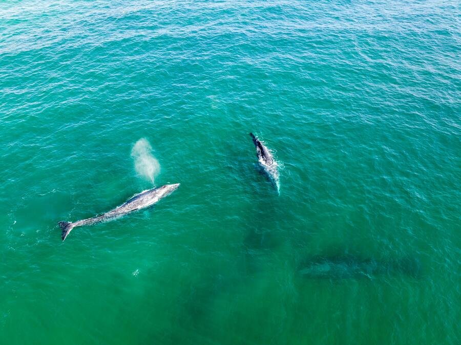Advierten crisis mortifera de ballenas grises en Baja California Sur