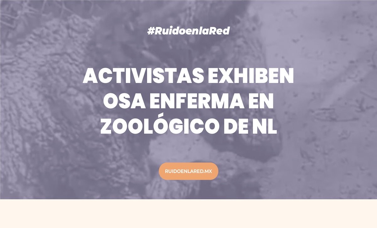 Condición de salud de la osa Mina en zoo de NL causa indignación