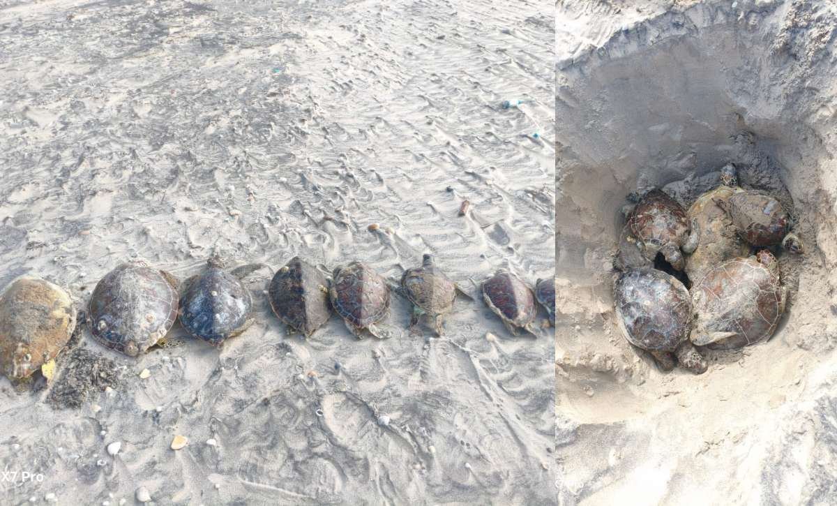 Muerte de tortugas marinas causa alerta en Matamoros, Tamaulipas