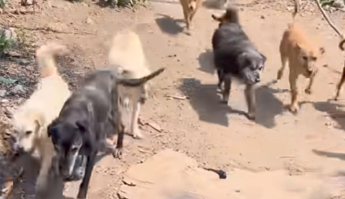 Refugio Franciscano en Cuajimalpa: ¿qué pasó y por qué el gobierno de la CDMX anunció el rescate de animales?