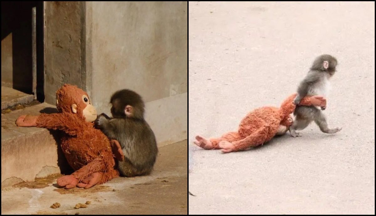 ¿Quién es Punch, el mono bebé viral que no se separa de su peluche tras ser abandonado por su madre?