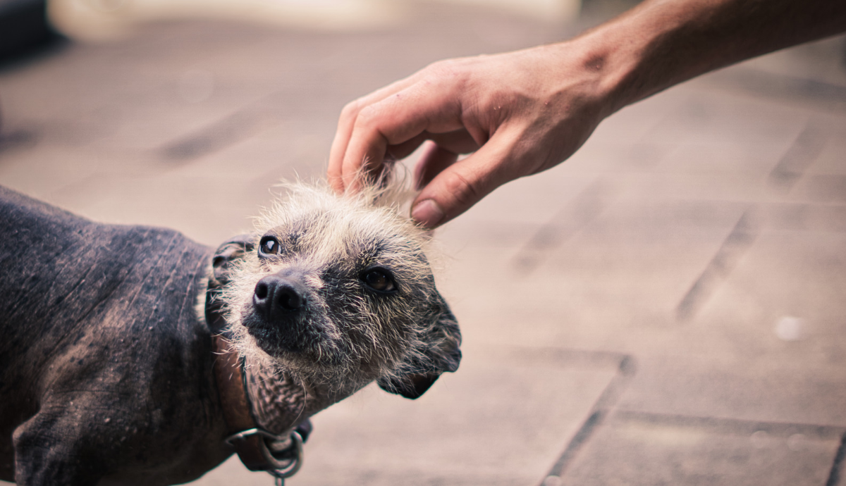 ¿Por qué el Xoloitzcuintle fue declarado Patrimonio Cultural de CDMX?